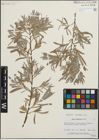 Foto von Salix hindsiana Benth.